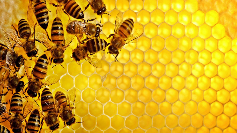 Bees-and-comb-2