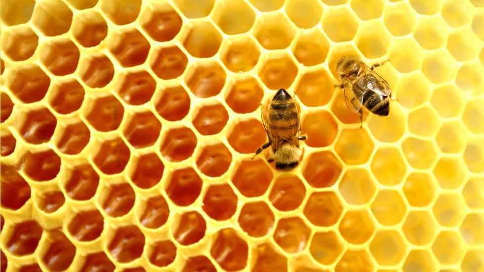 Bees-and-comb-3