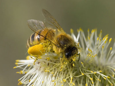 Honey Bee Pollination